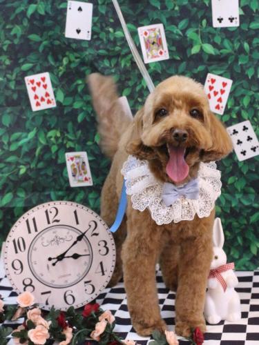 20250406テディくん